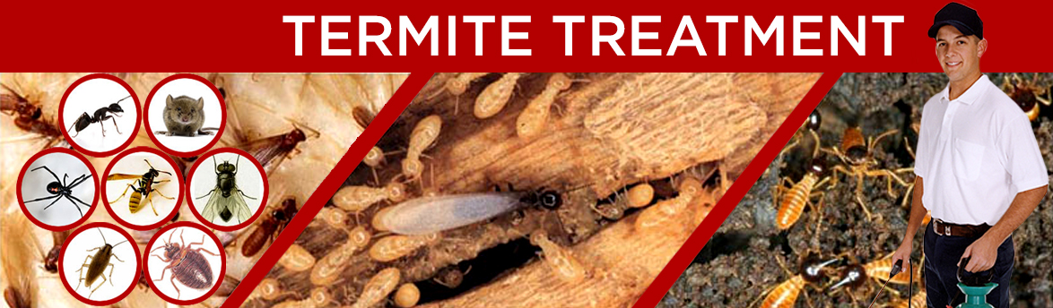 Termite Treatment in Delhi